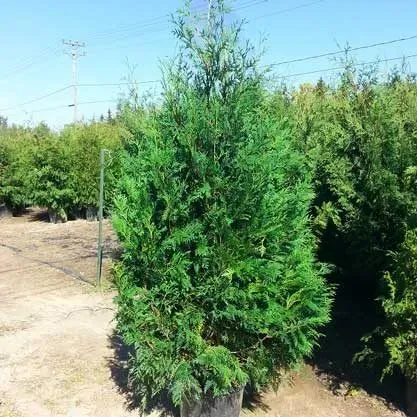 Black Cedar