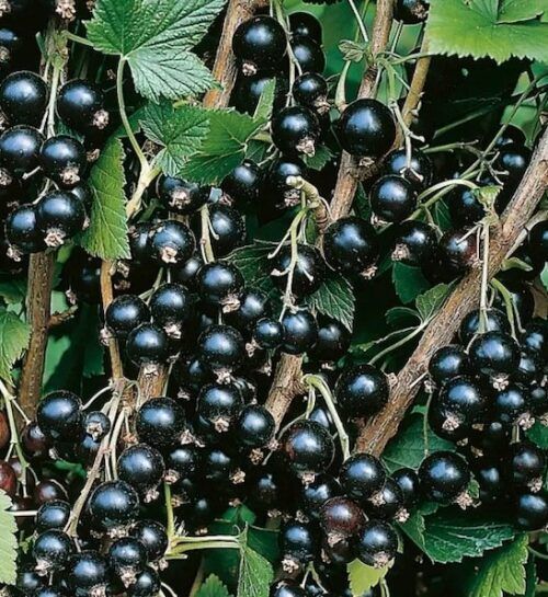 Wellington Currant