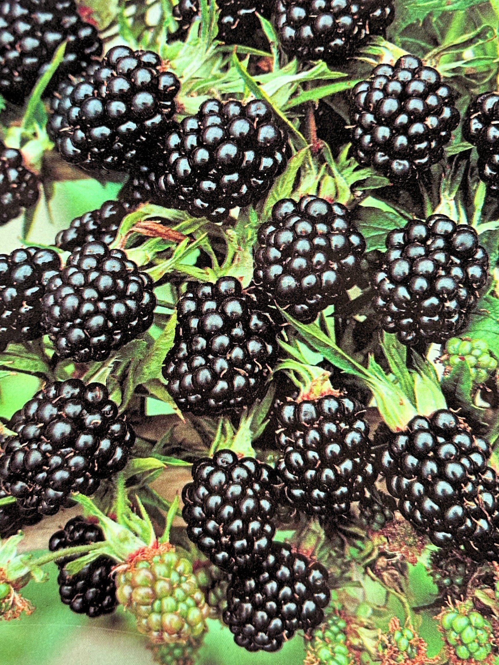 Black Satin Blackberry