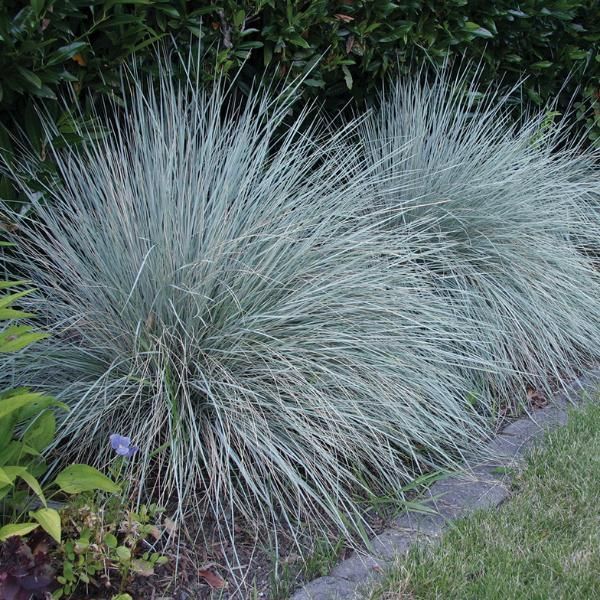 Sapphire Blue Oat Grass