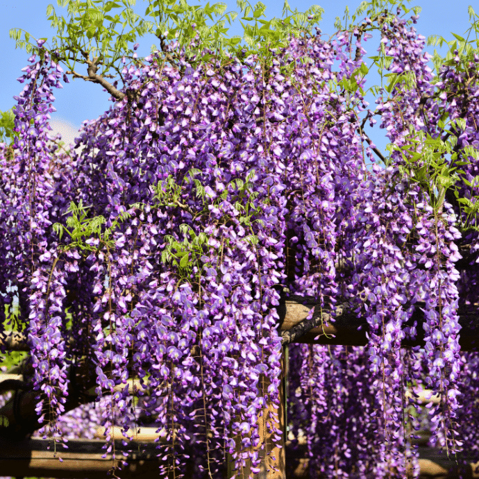 Blue Moon Wisteria