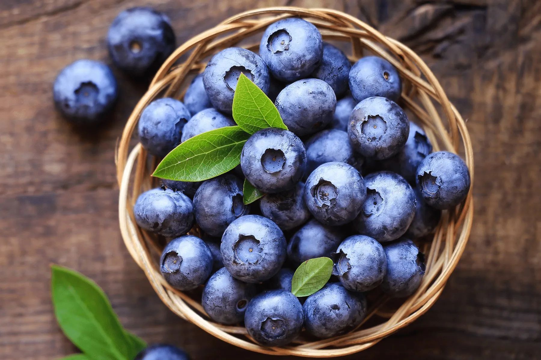 Lowbush Blueberry
