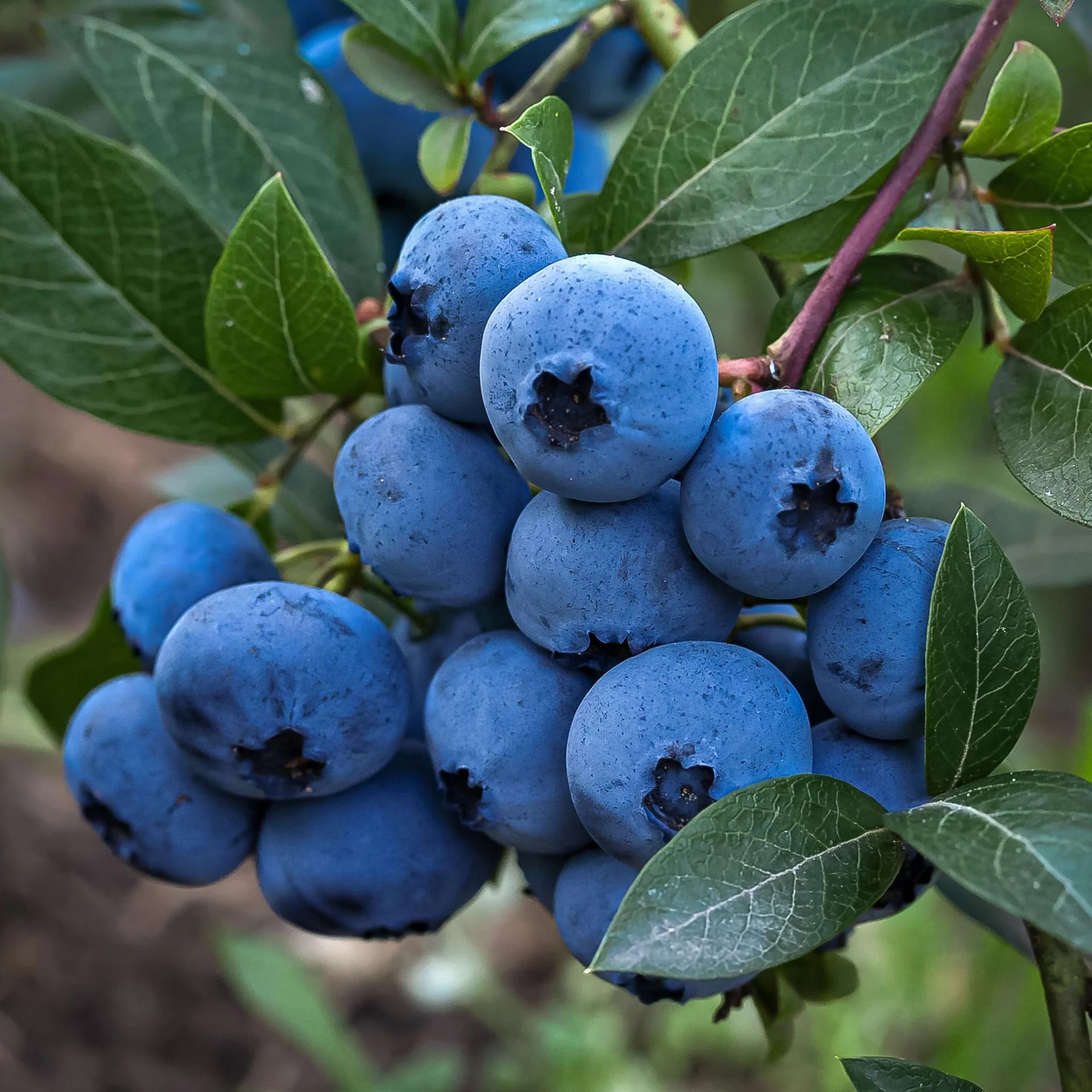 Bluecrop Blueberry