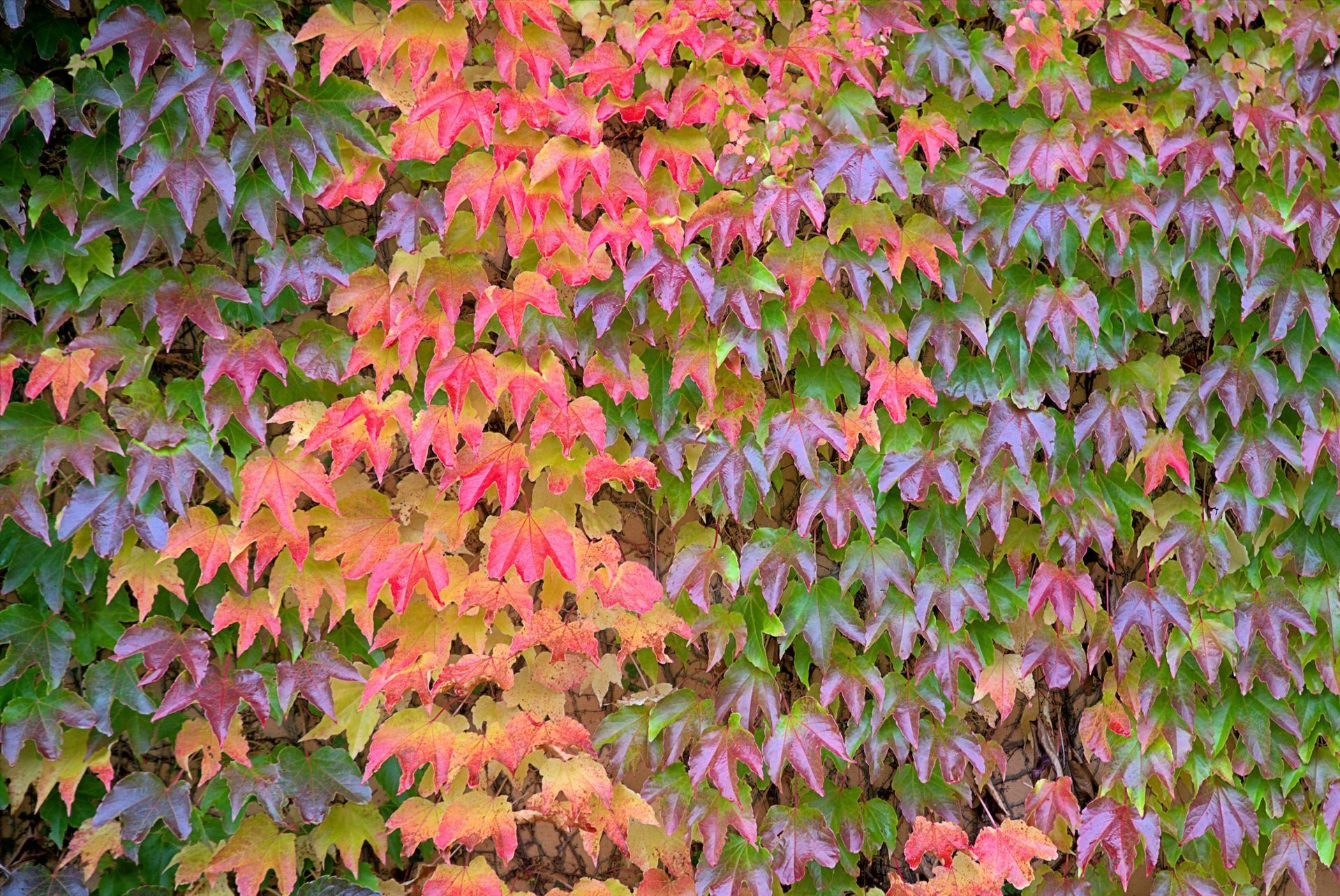 Boston Ivy