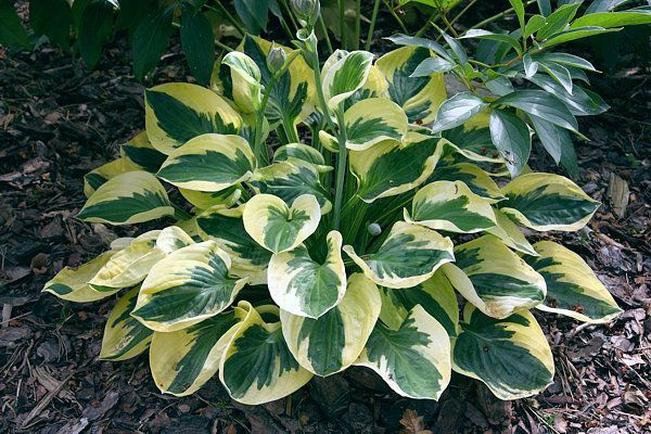 Brim Cup Hosta