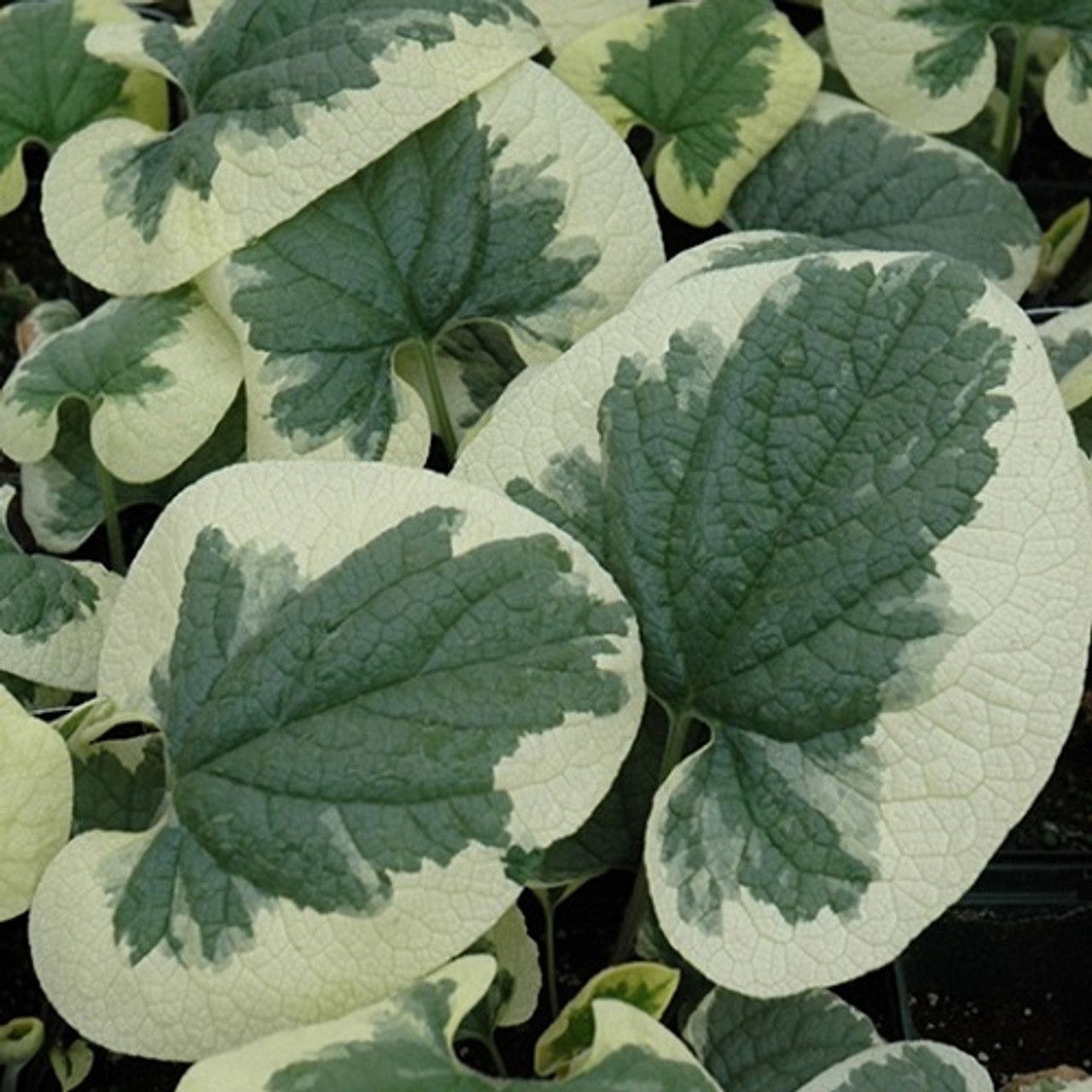 Dawson's White Siberian Bugloss