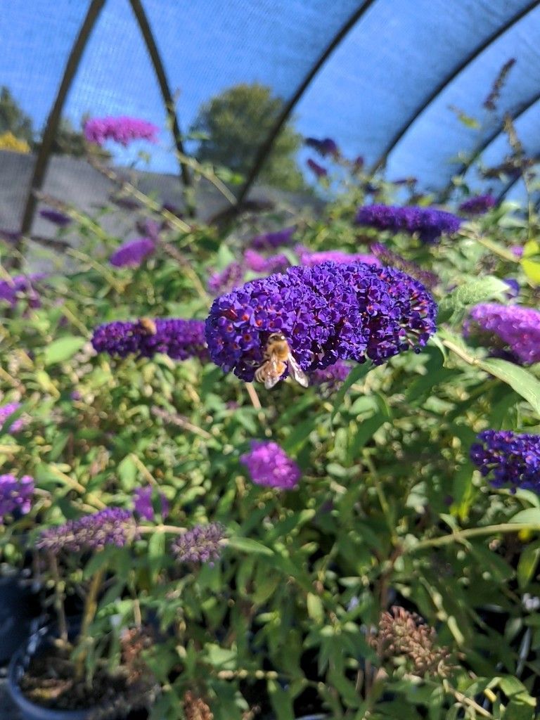 Black Knight Butterfly Bush