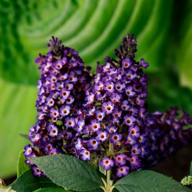 A bunch of purple flowers are growing in a greenhouse.