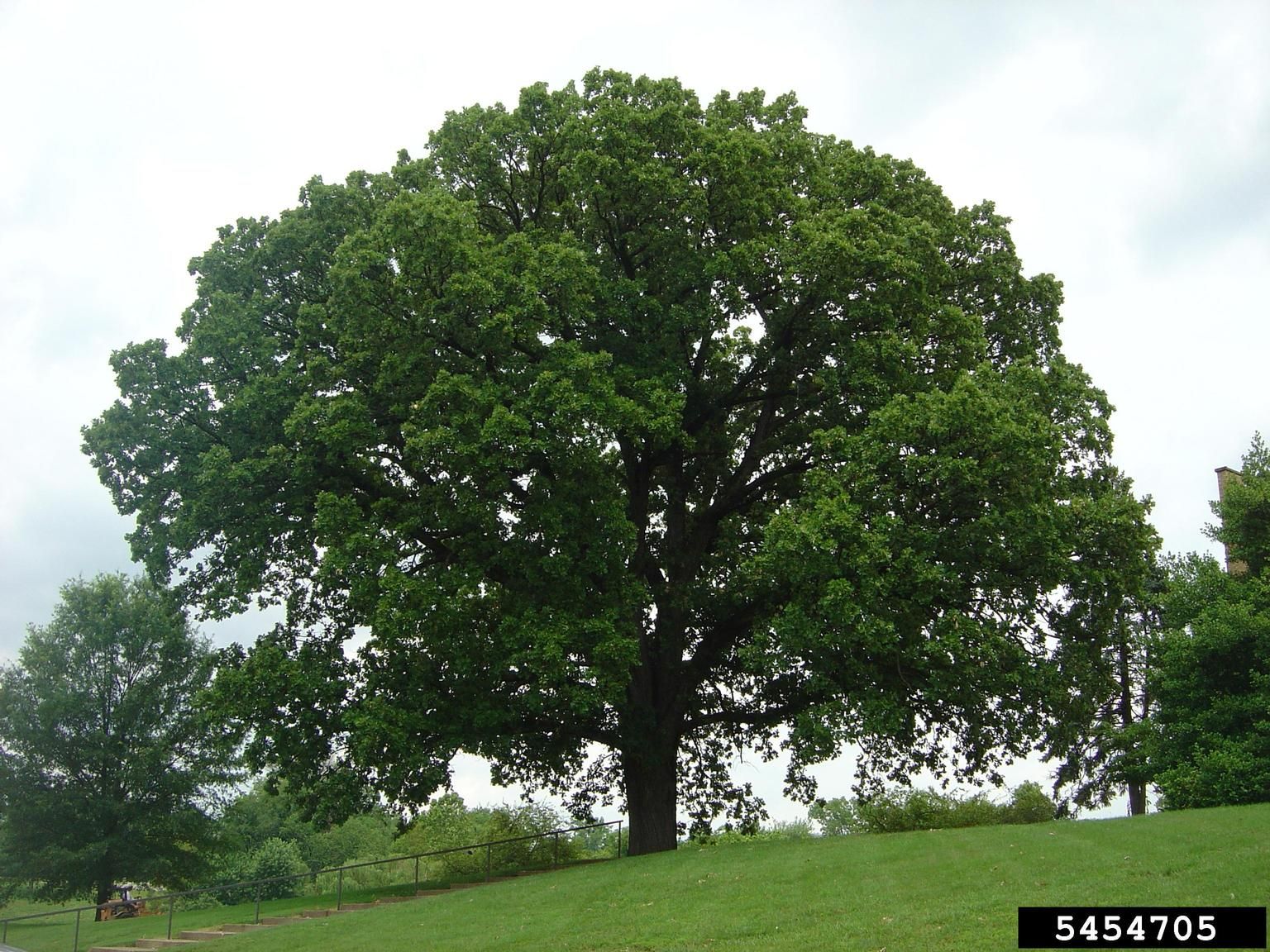 Burr Oak