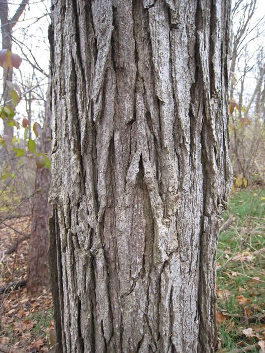 Burr Oak