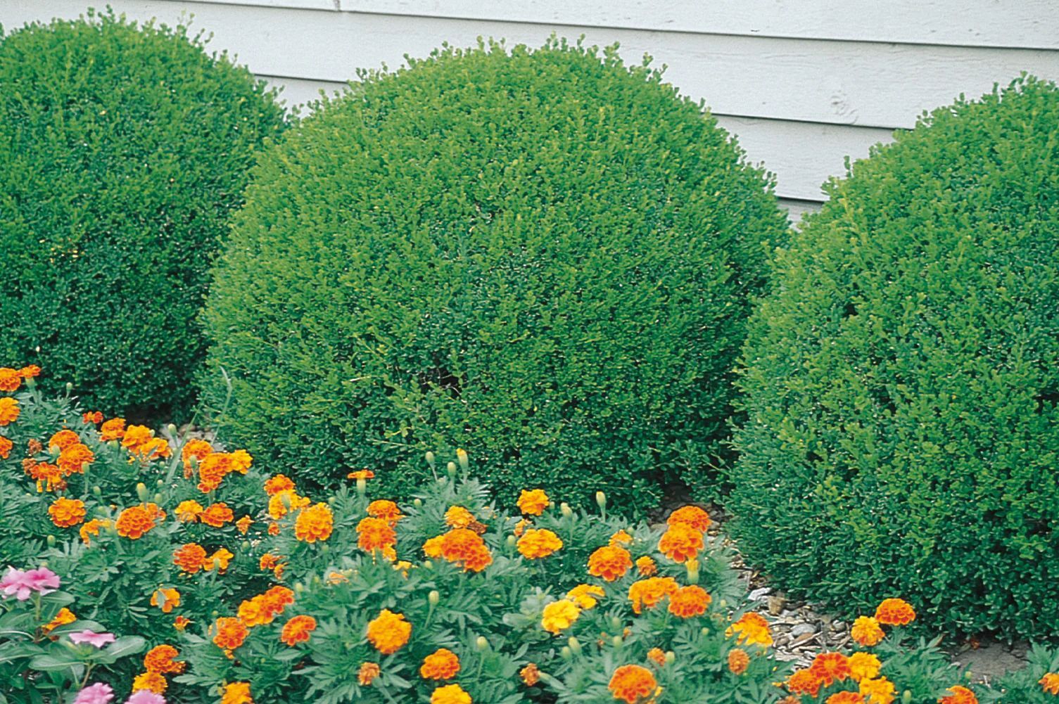 Green Gem Boxwood