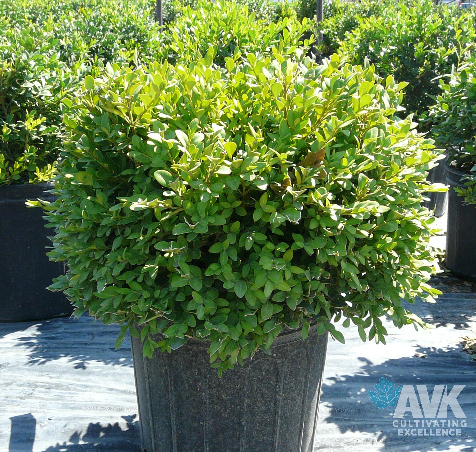 Green Velvet Boxwood