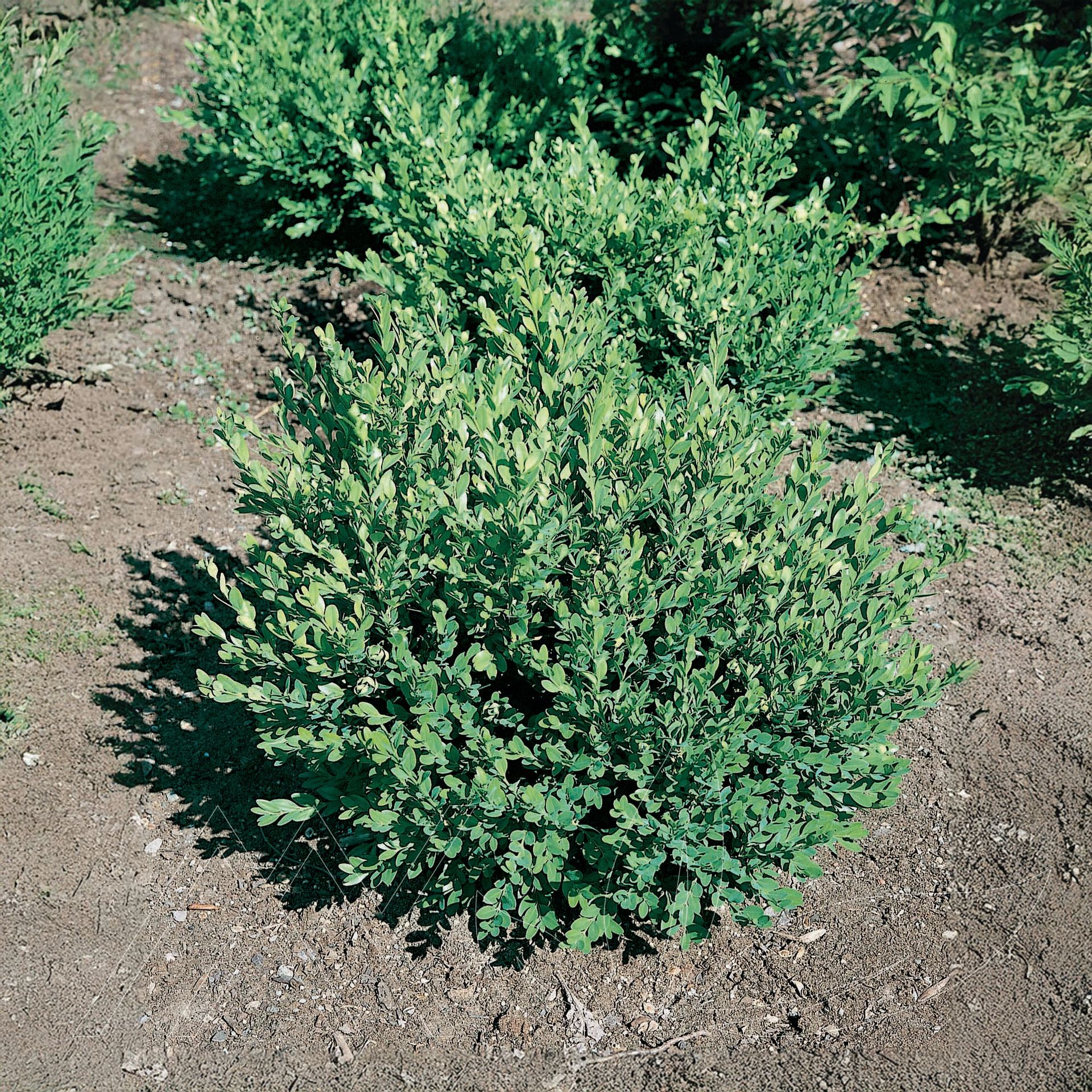 Green Mountain Boxwood