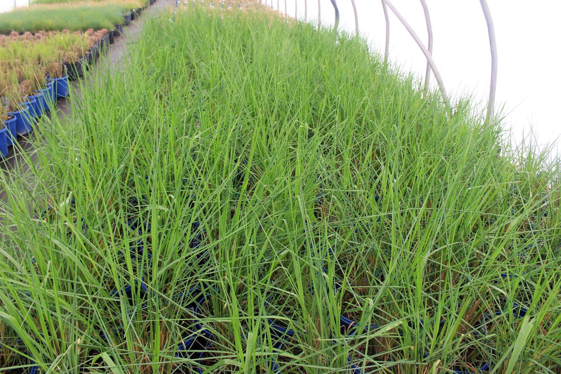 Feather Reed Grass