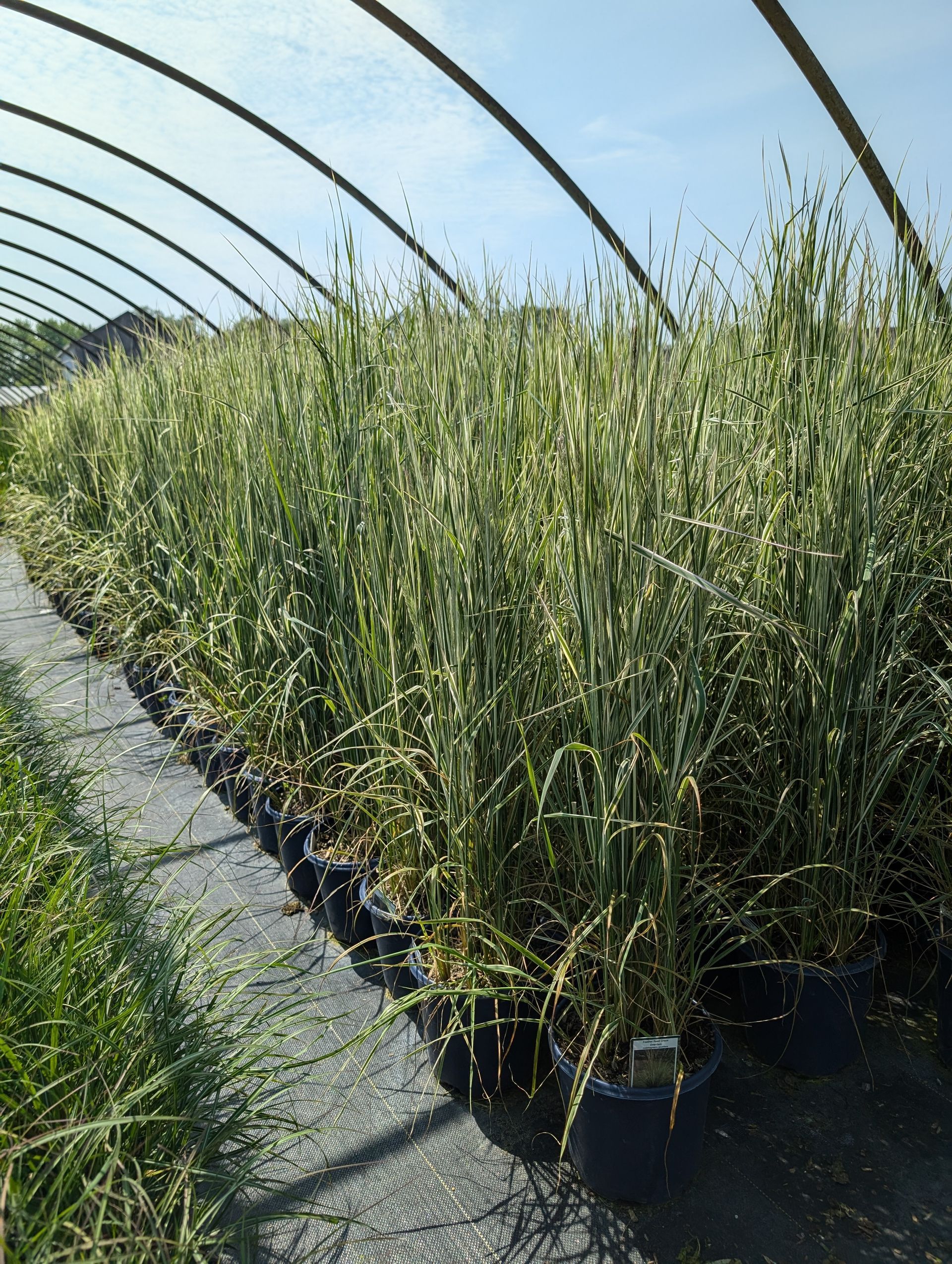 Variegated Reed Grass