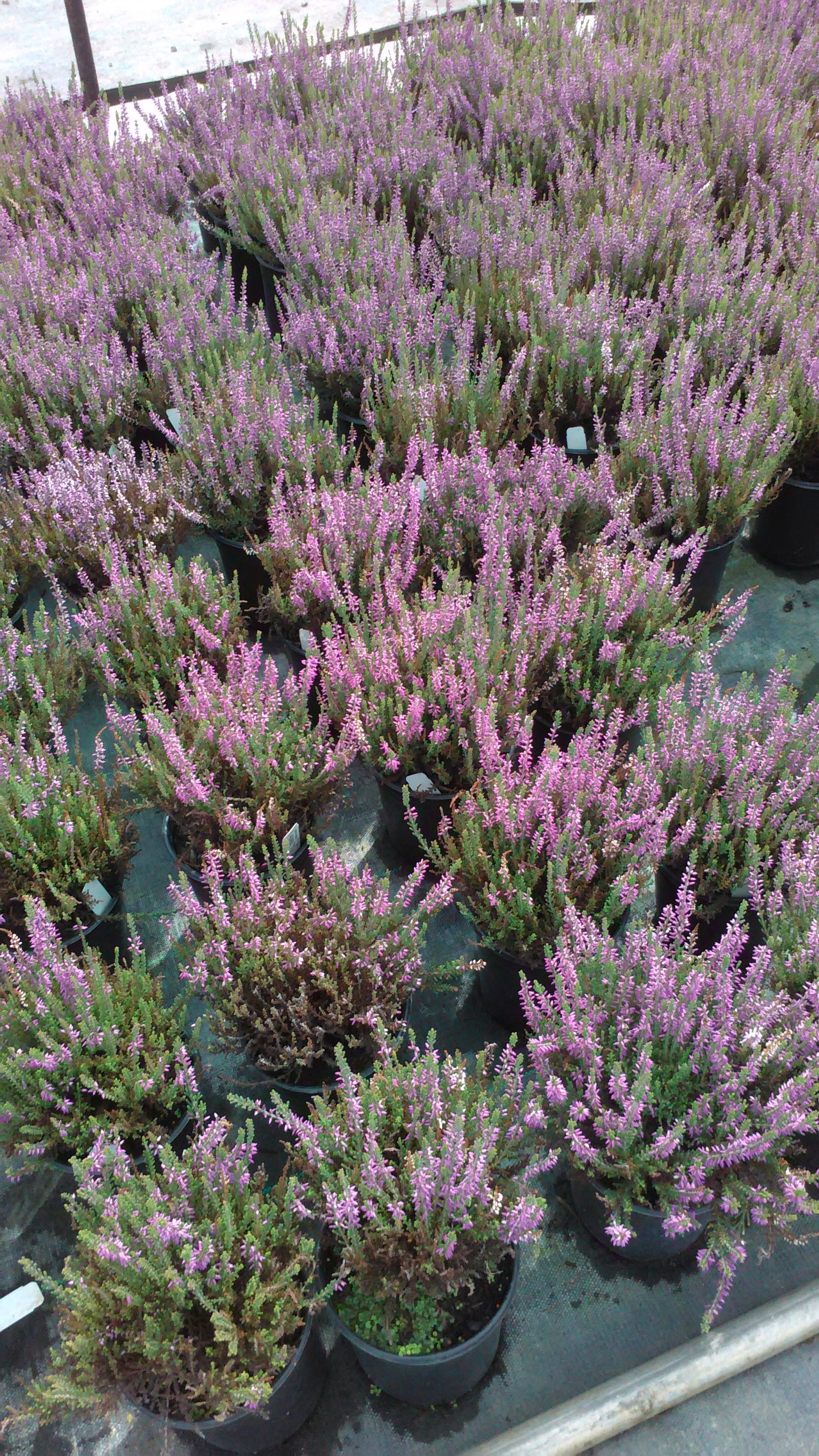 Agnes Scotch Heather