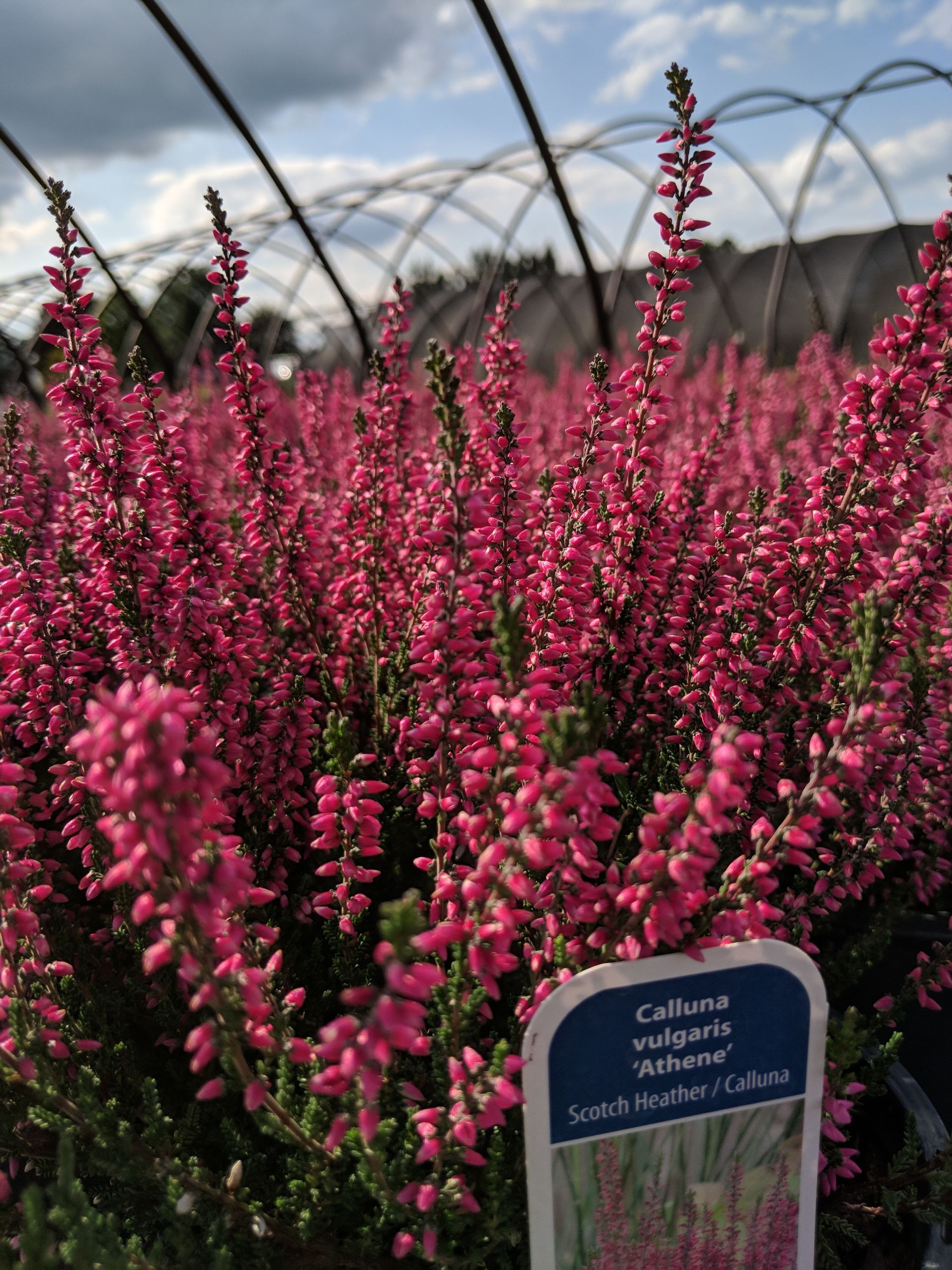 Athene Scotch Heather