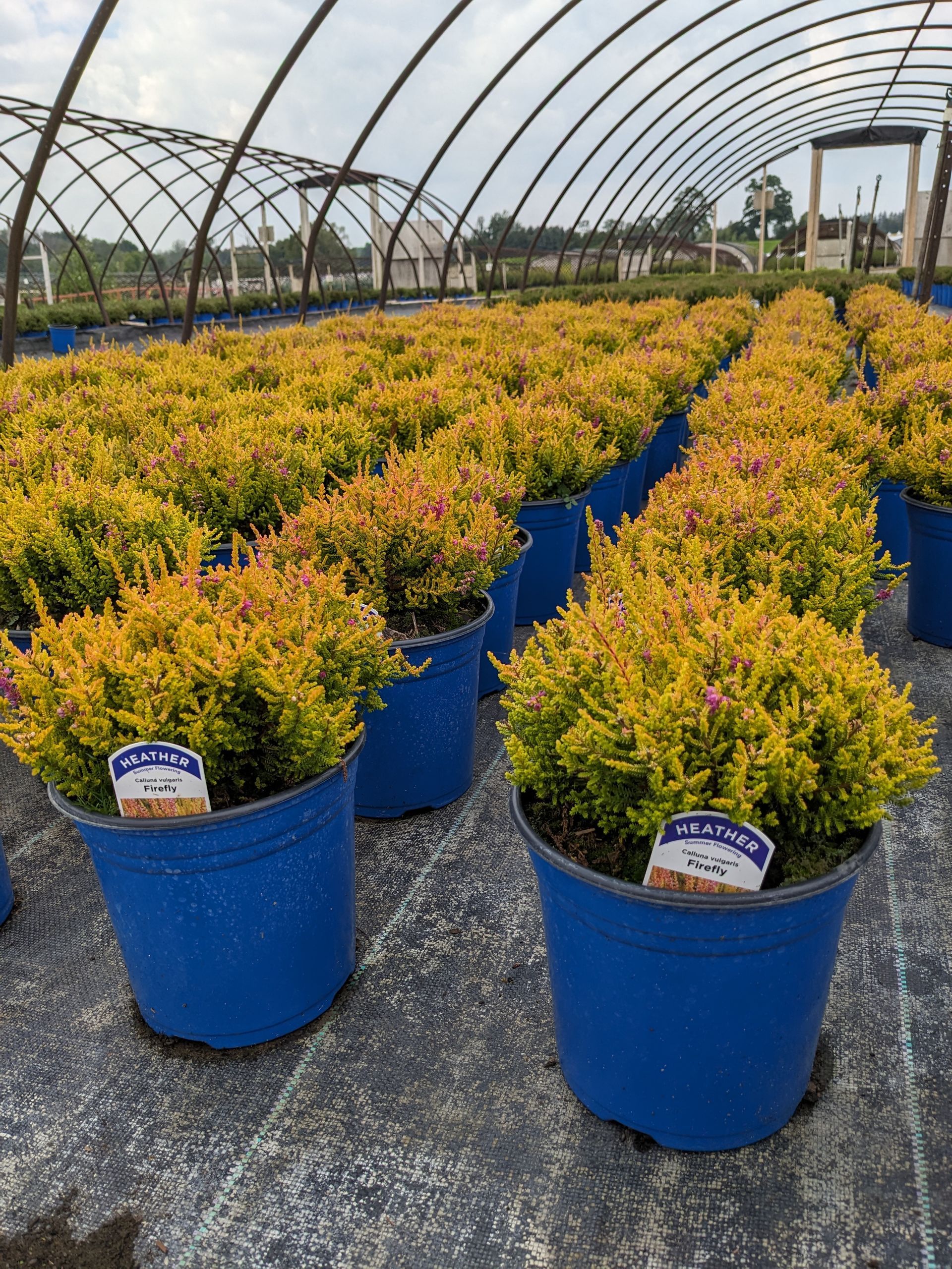 Firefly Scotch Heather