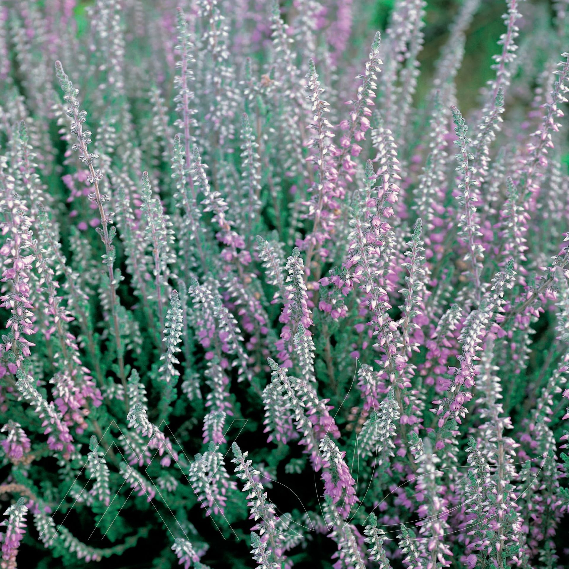 Silver Knight Scotch Heather