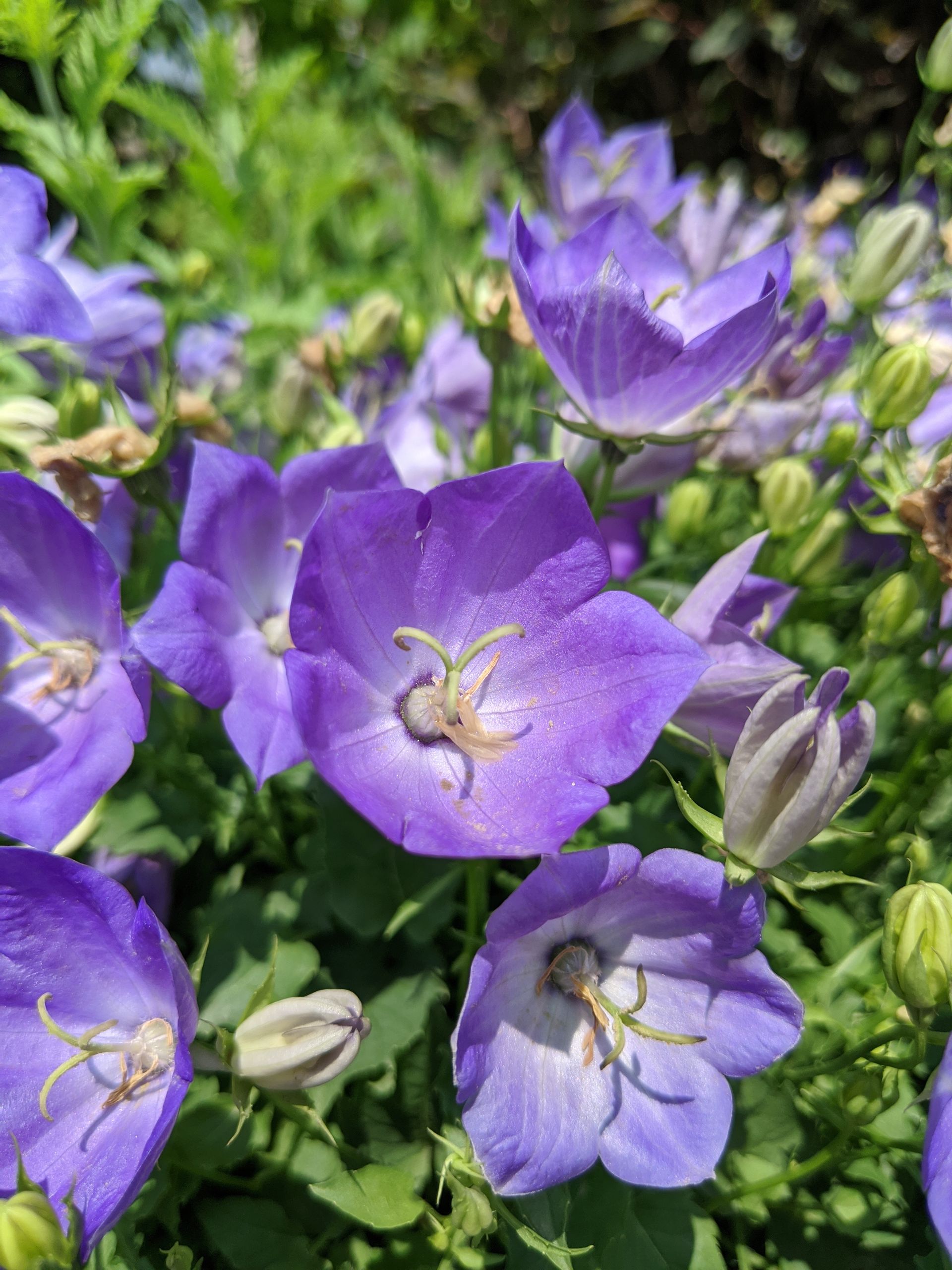 Rapido Blue Bellflower