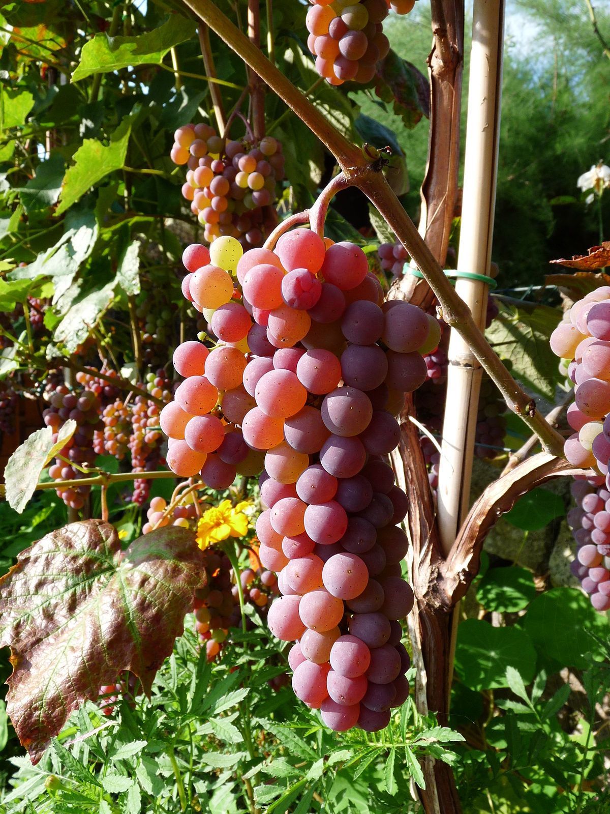Canadice Grape