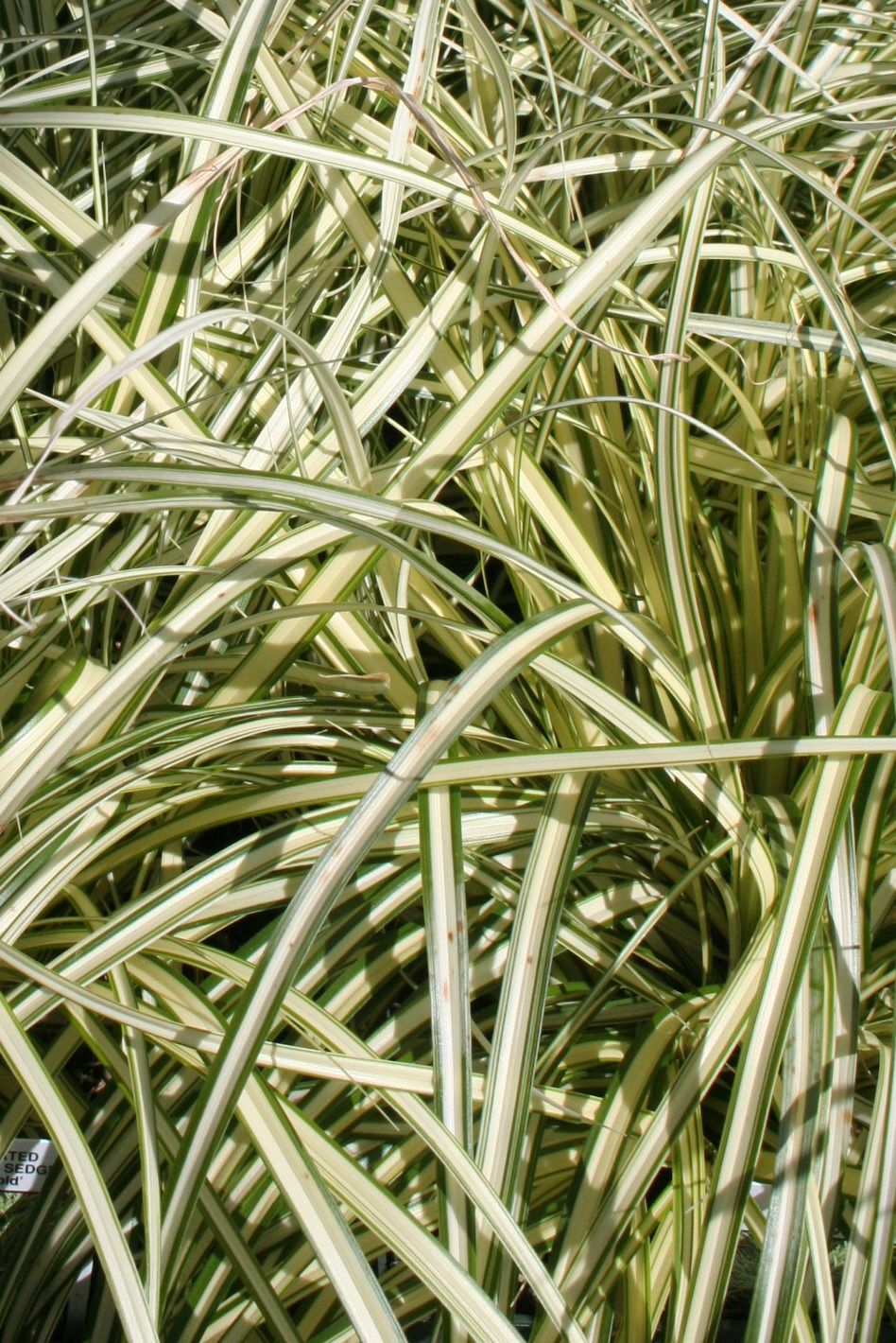 Evergold Sedge