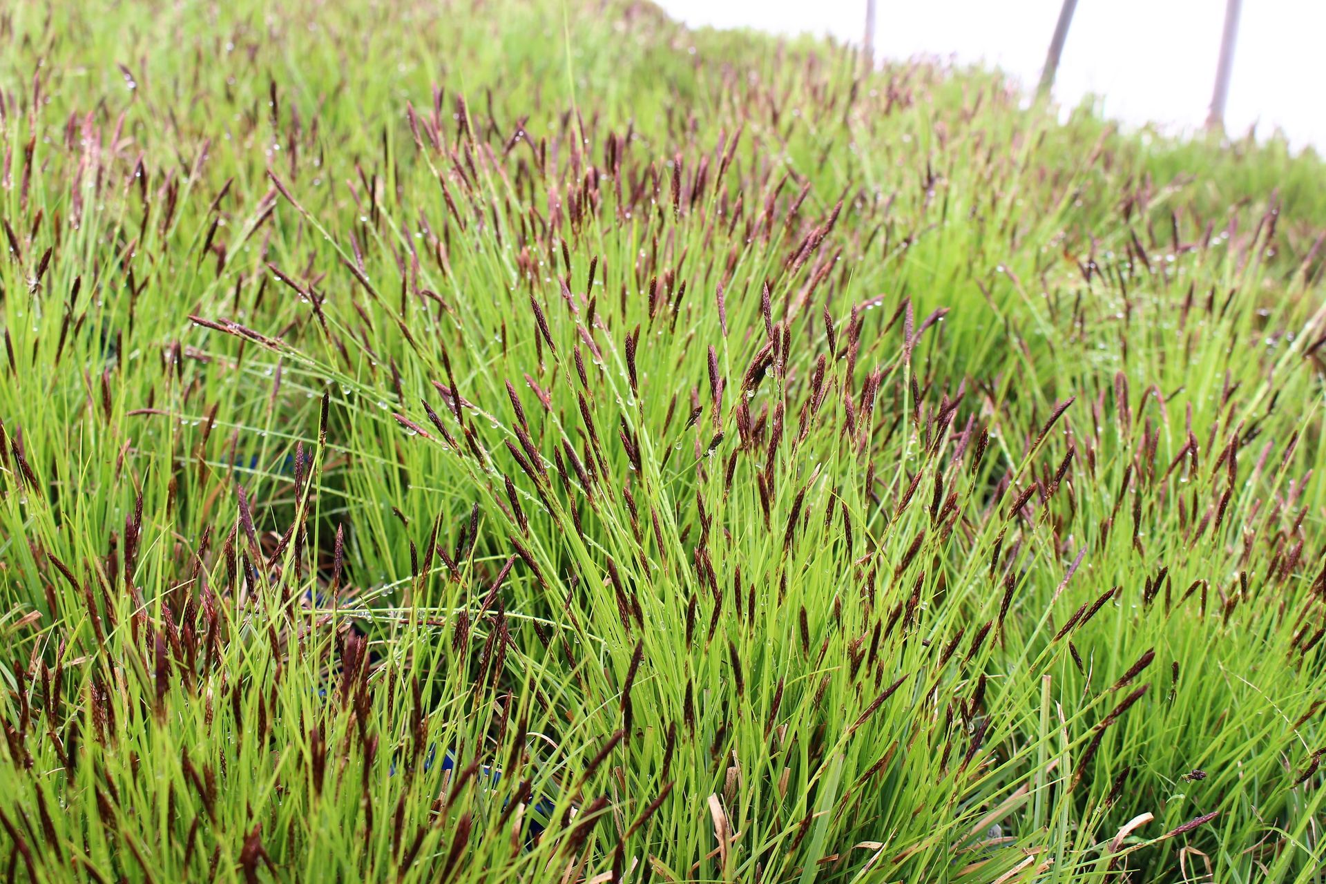 Oak Sedge