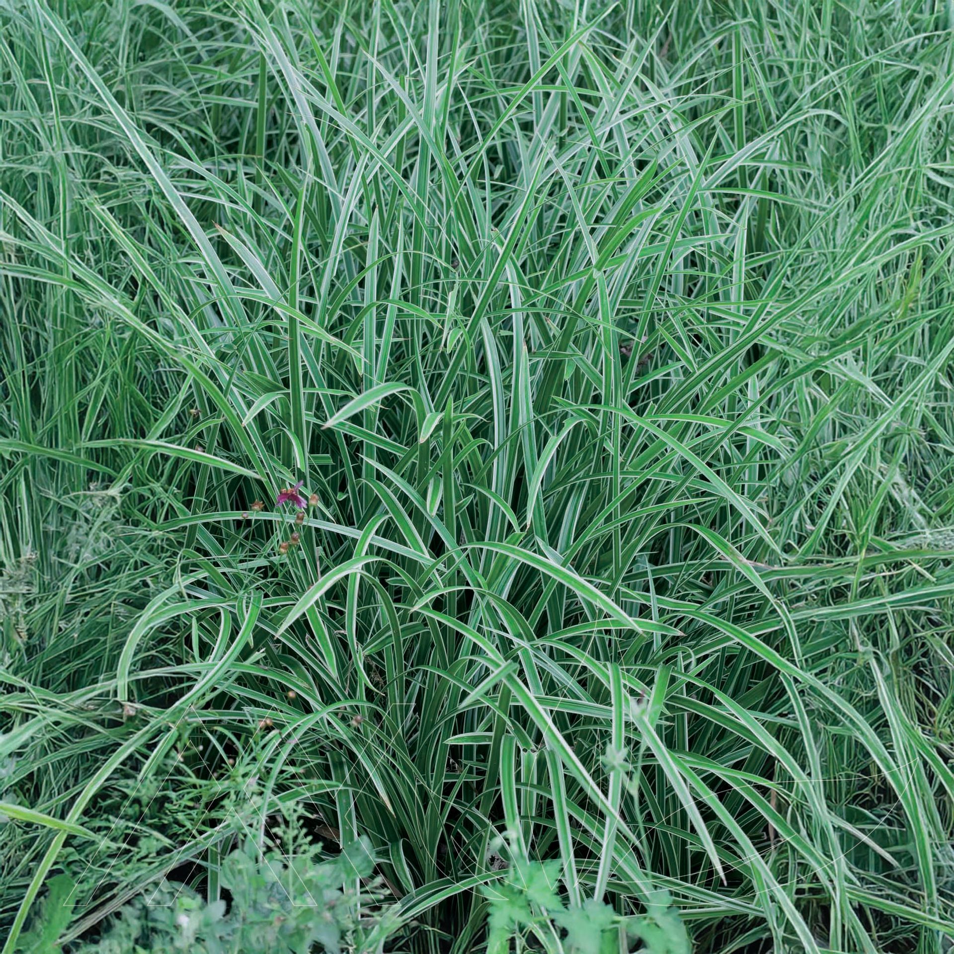 Ice Dance Sedge