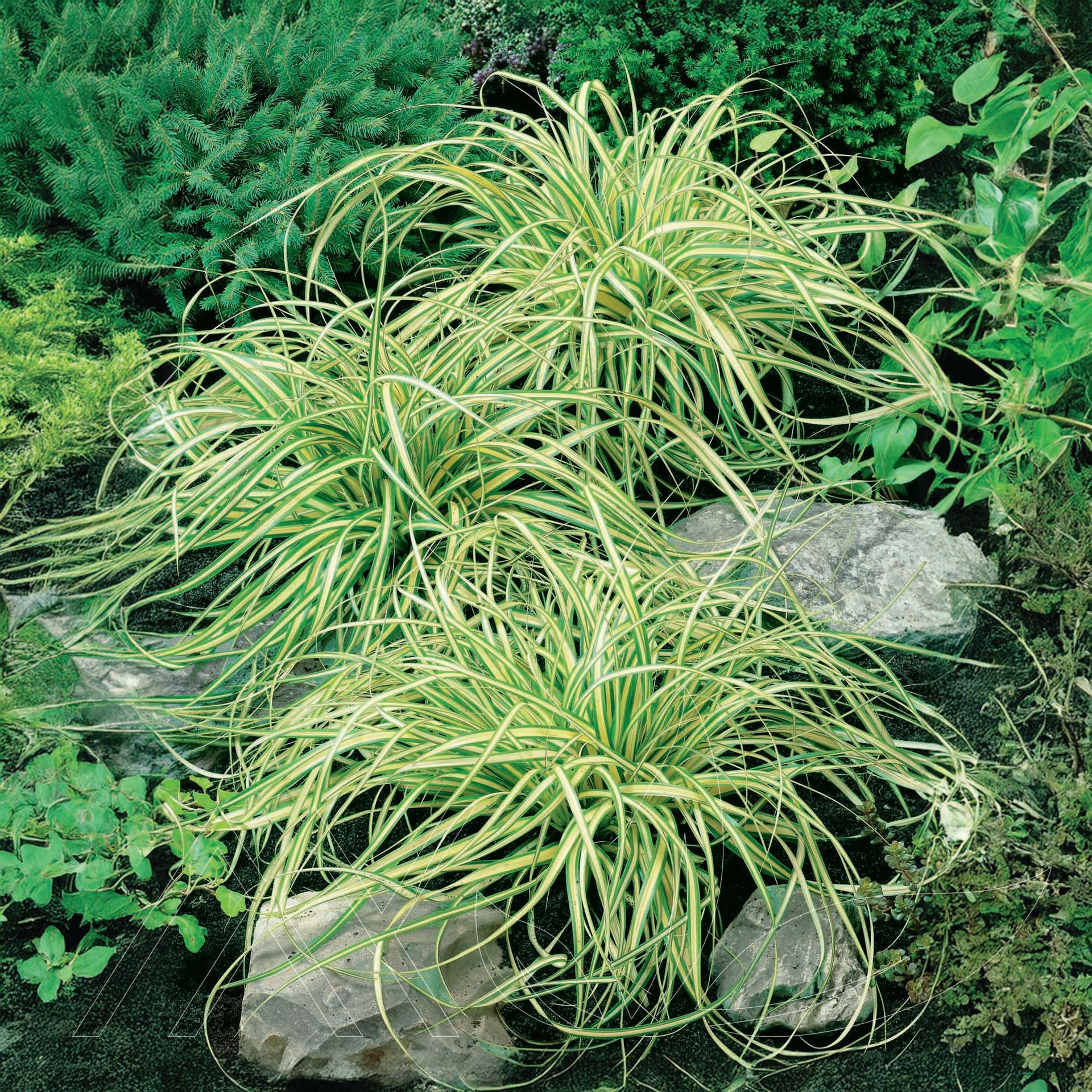 Evergold Sedge