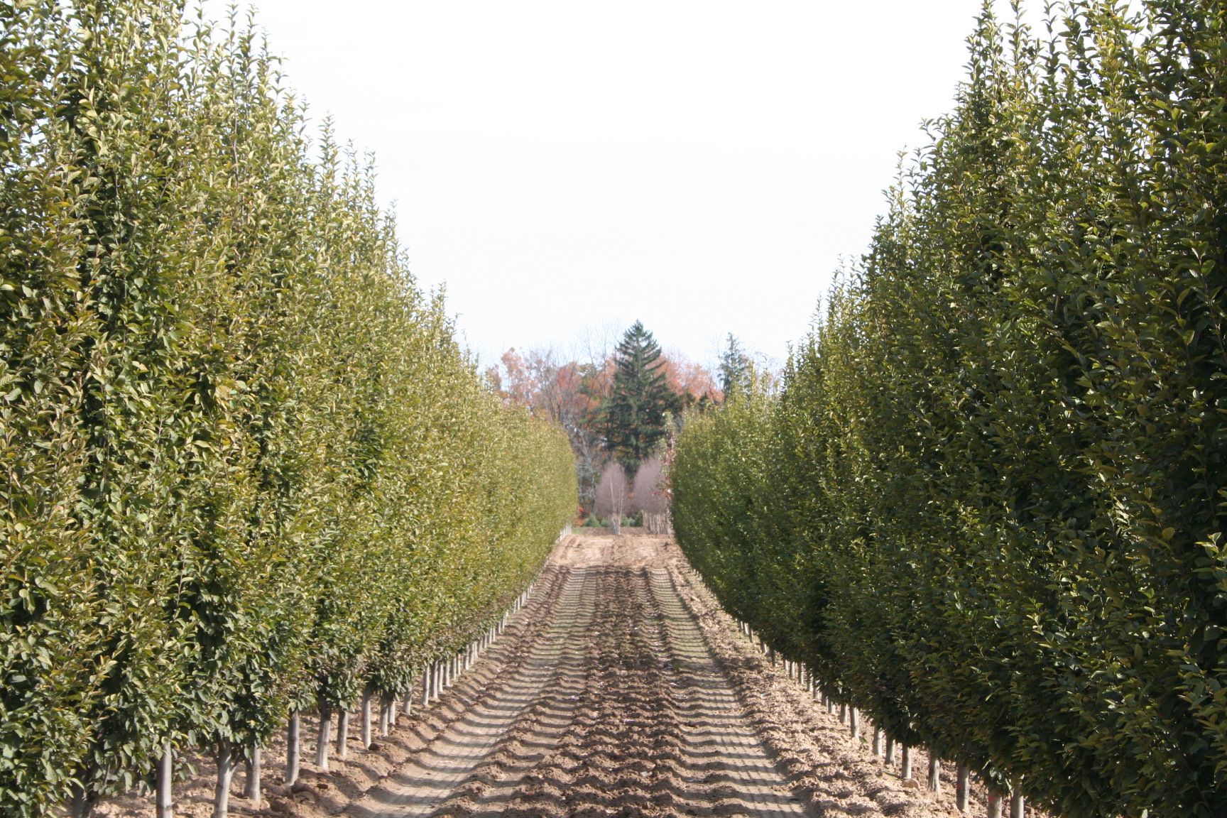 Pyramidal European Hornbeam