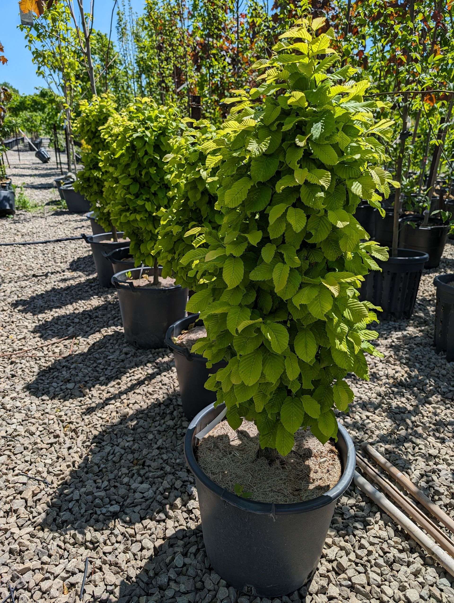 Little Eddie Dwarf Columnar Hornbeam