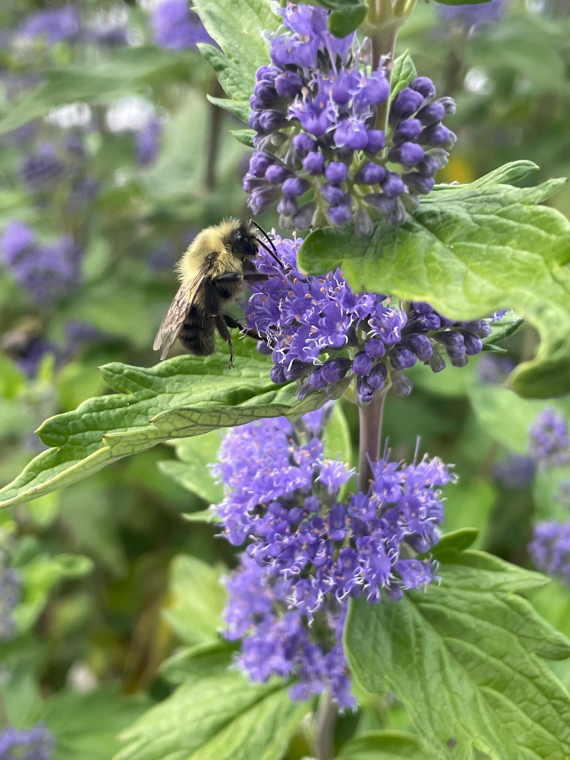 BeeKeeper® Bluebeard