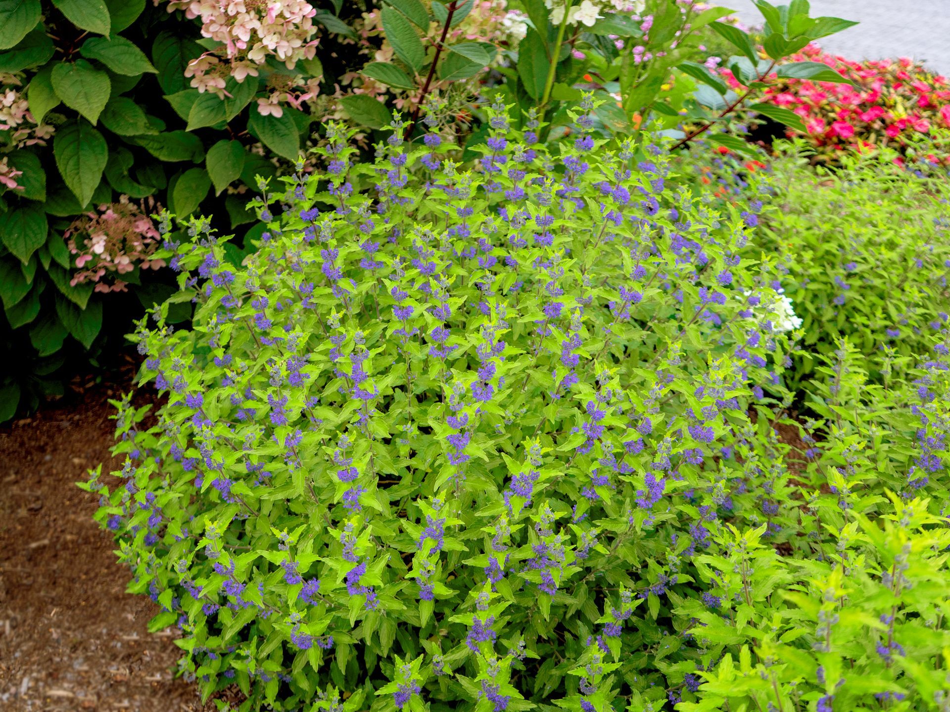 BeeKeeper® Bluebeard