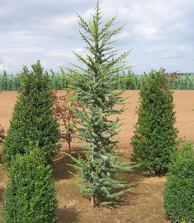 Fastigiate Atlas Cedar