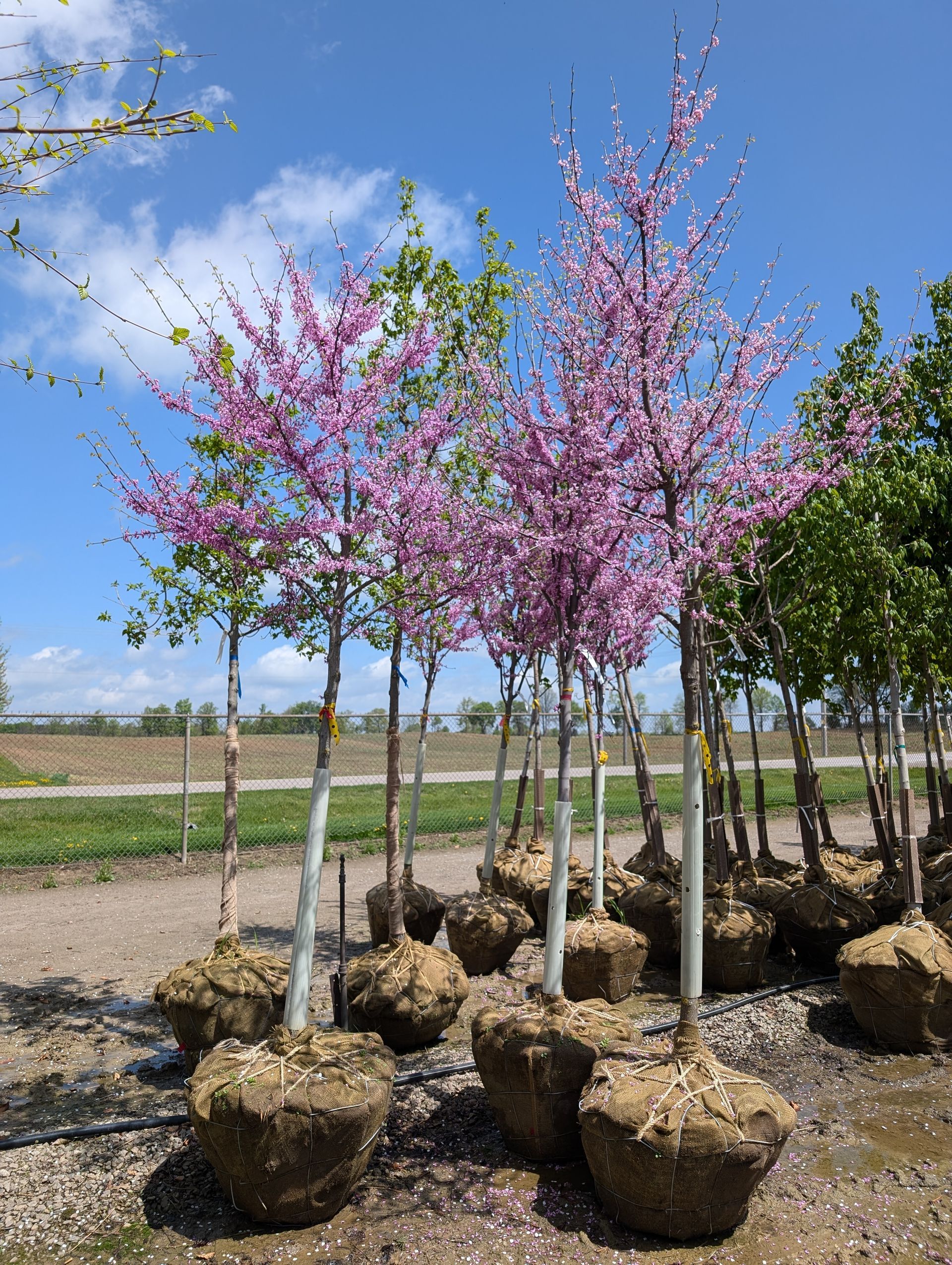 Eastern Redbud