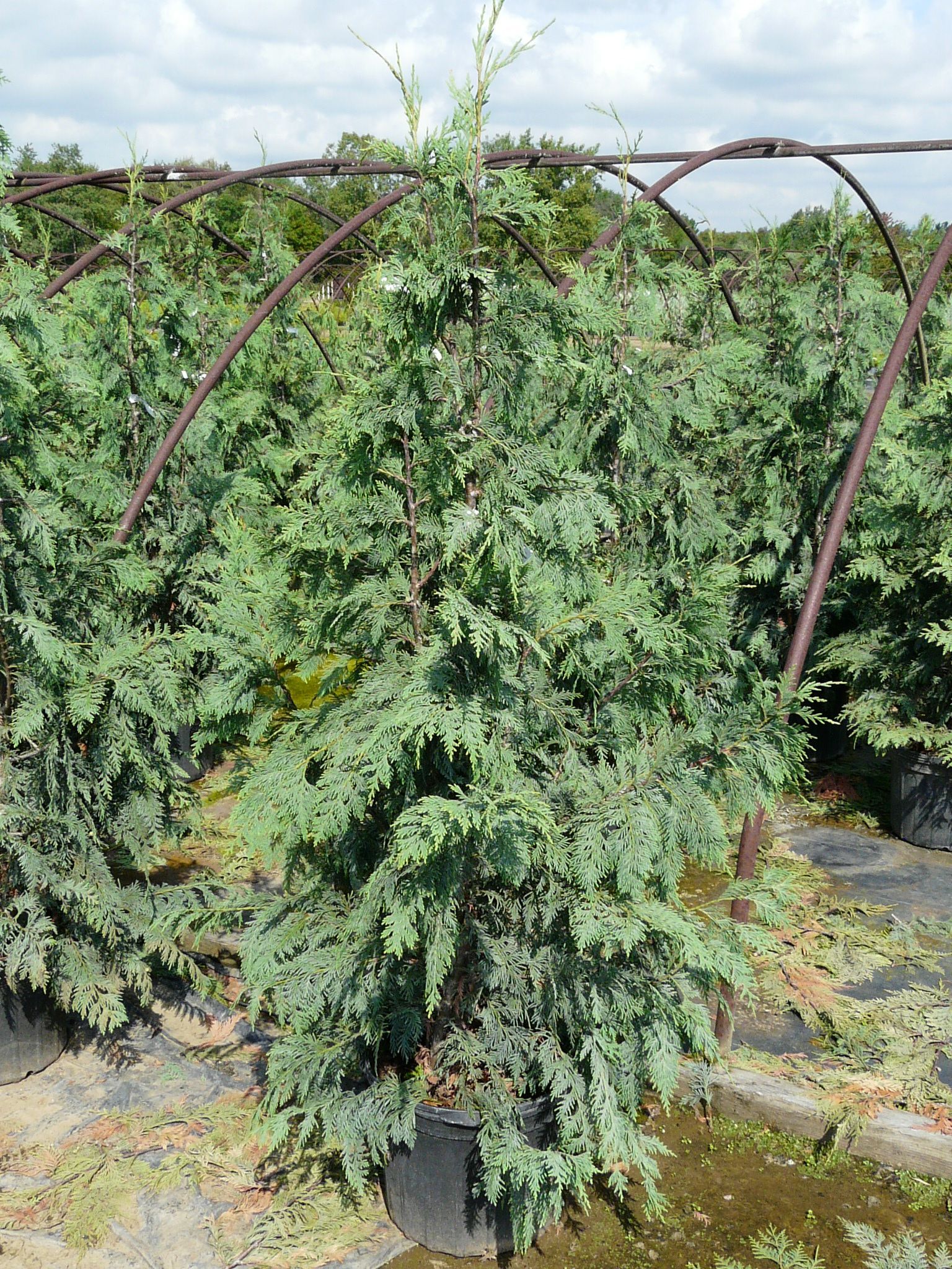 Blue Nootka False Cypress