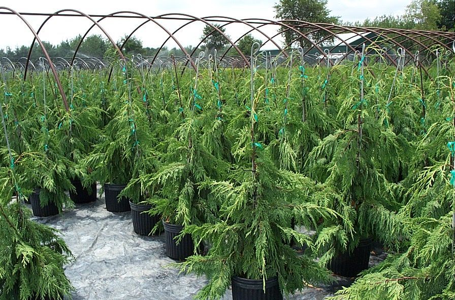Weeping Nootka False Cypress