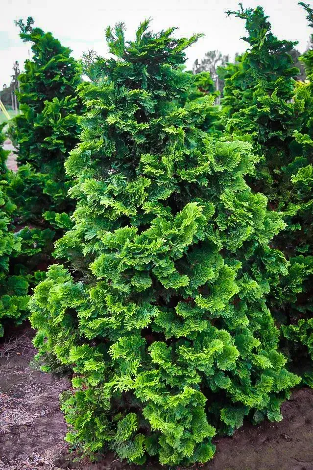 Compact Hinoki False Cypress