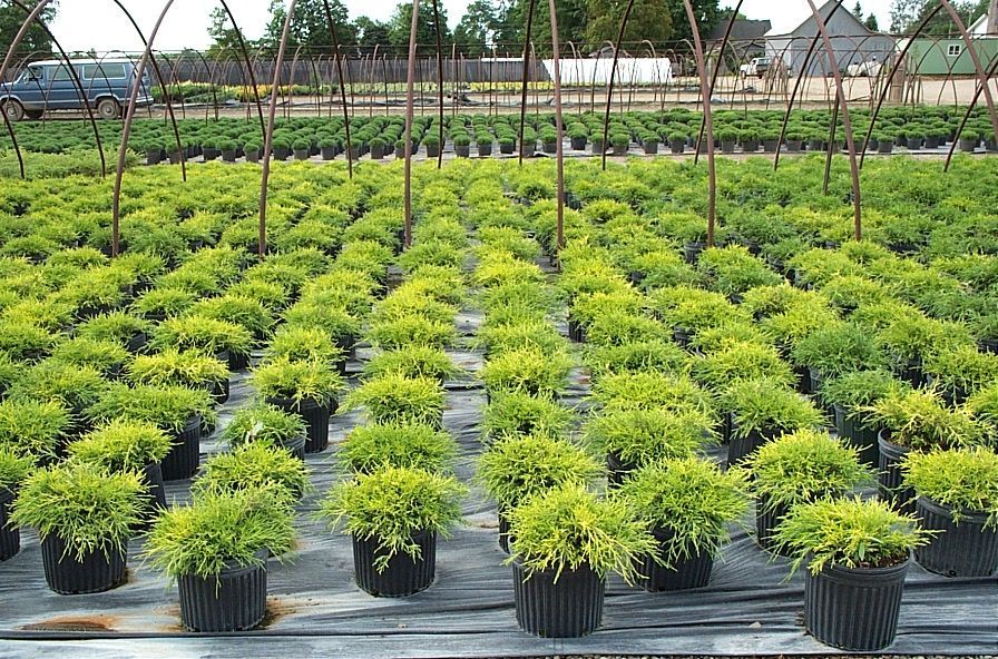 Sunproof Golden Threadleaf False Cypress