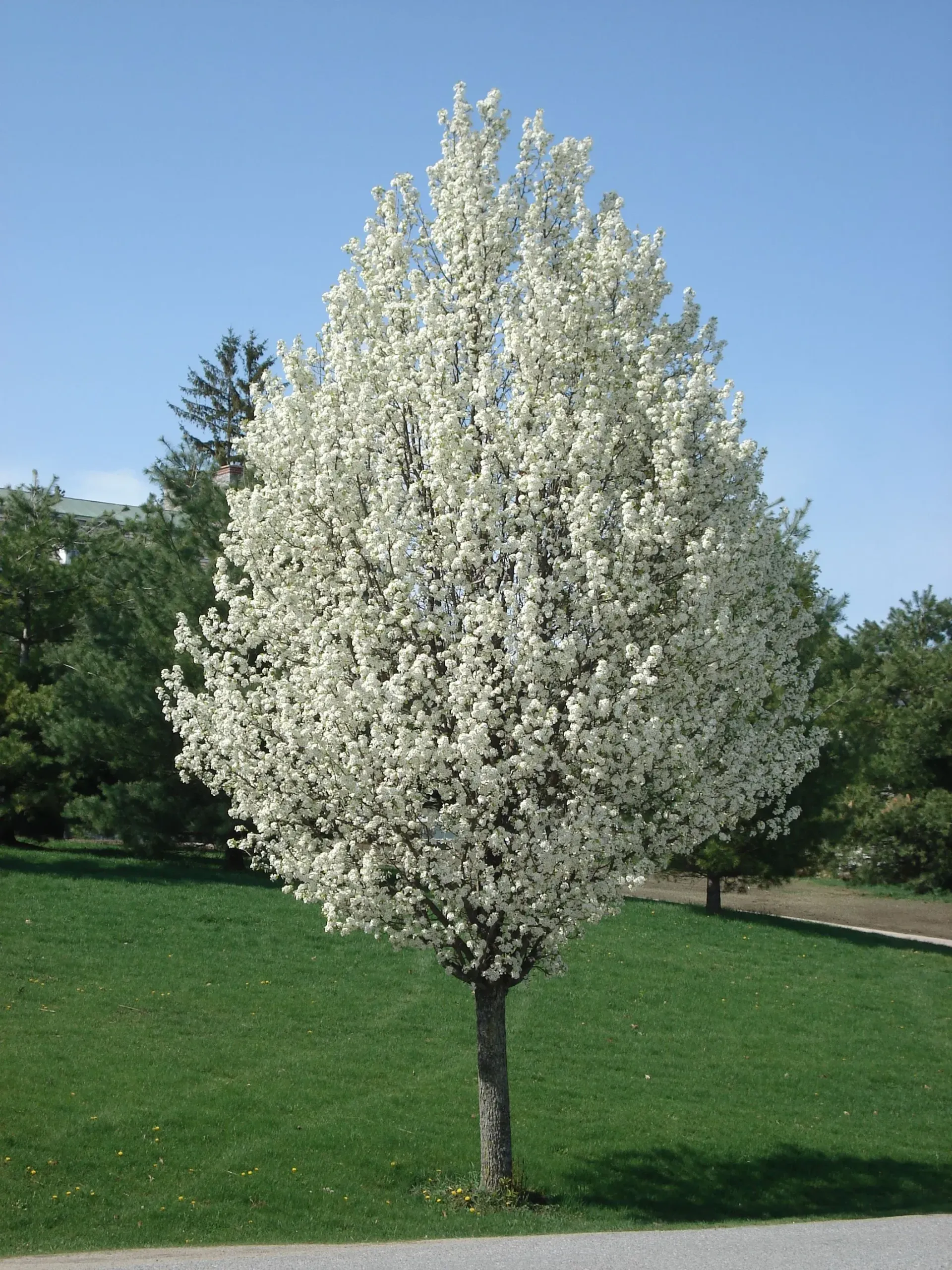 Chanticleer® Ornamental Pear