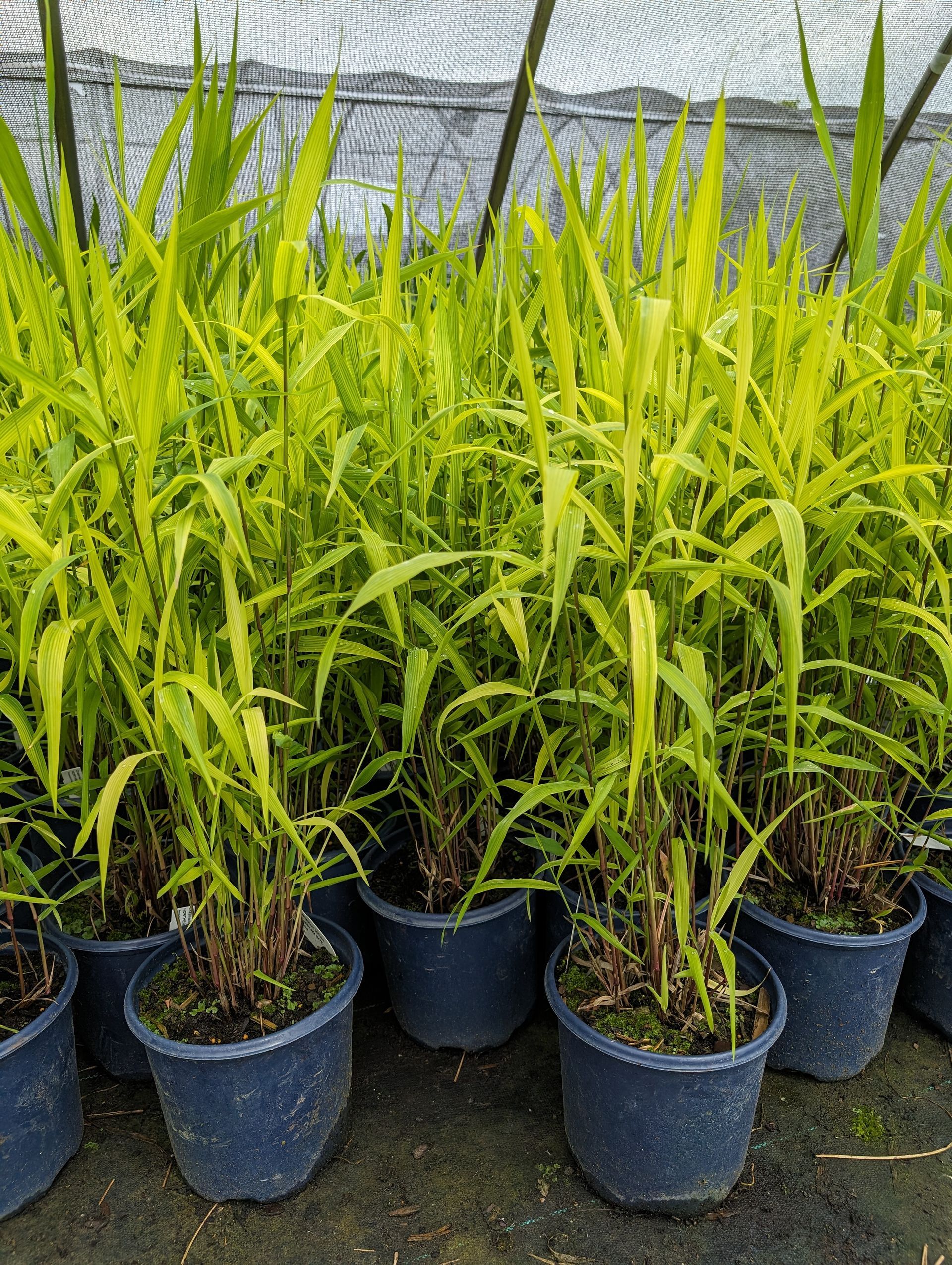 Northern Sea Oats