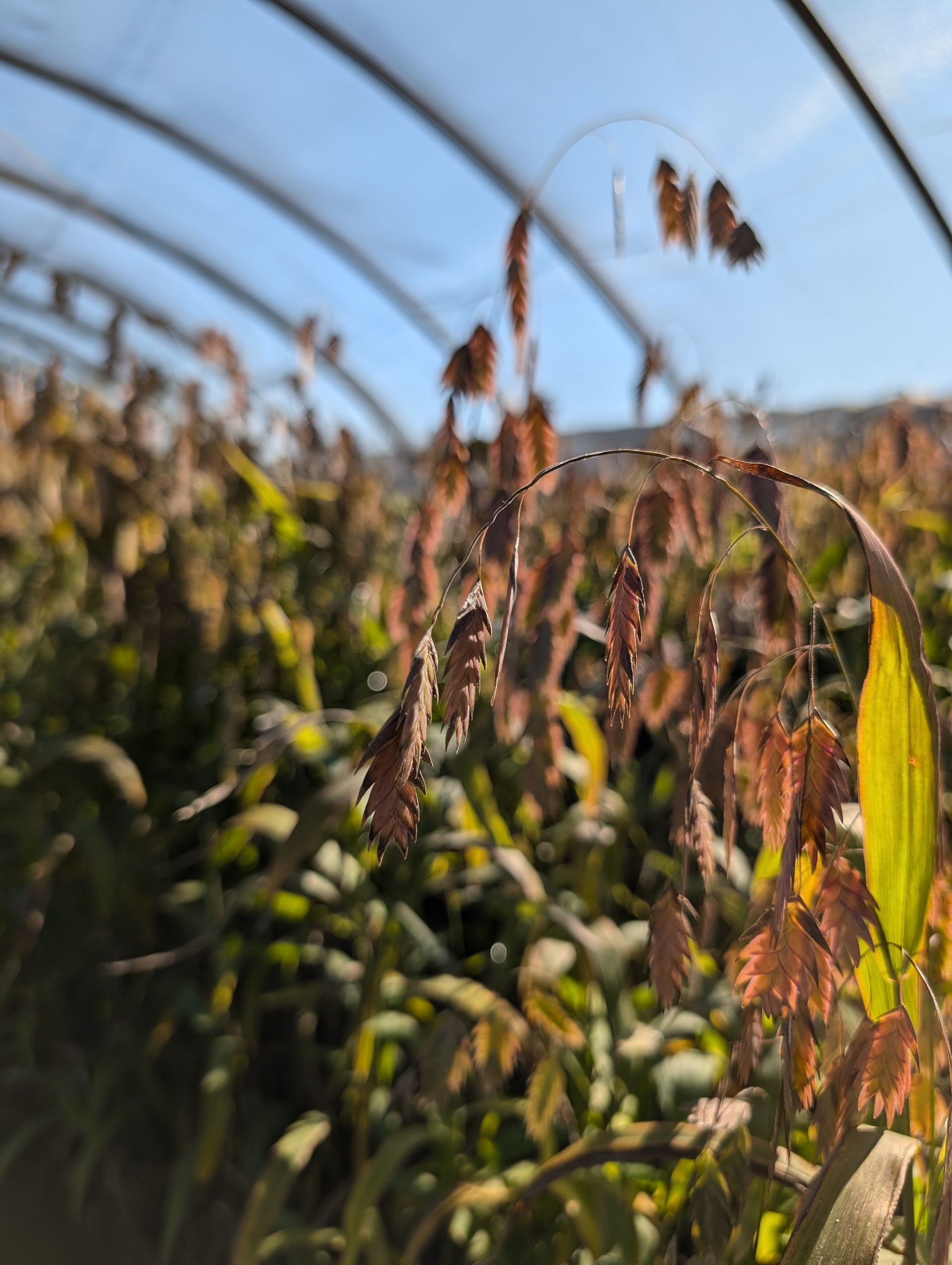 Northern Sea Oats