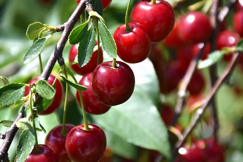 Romeo Cherry