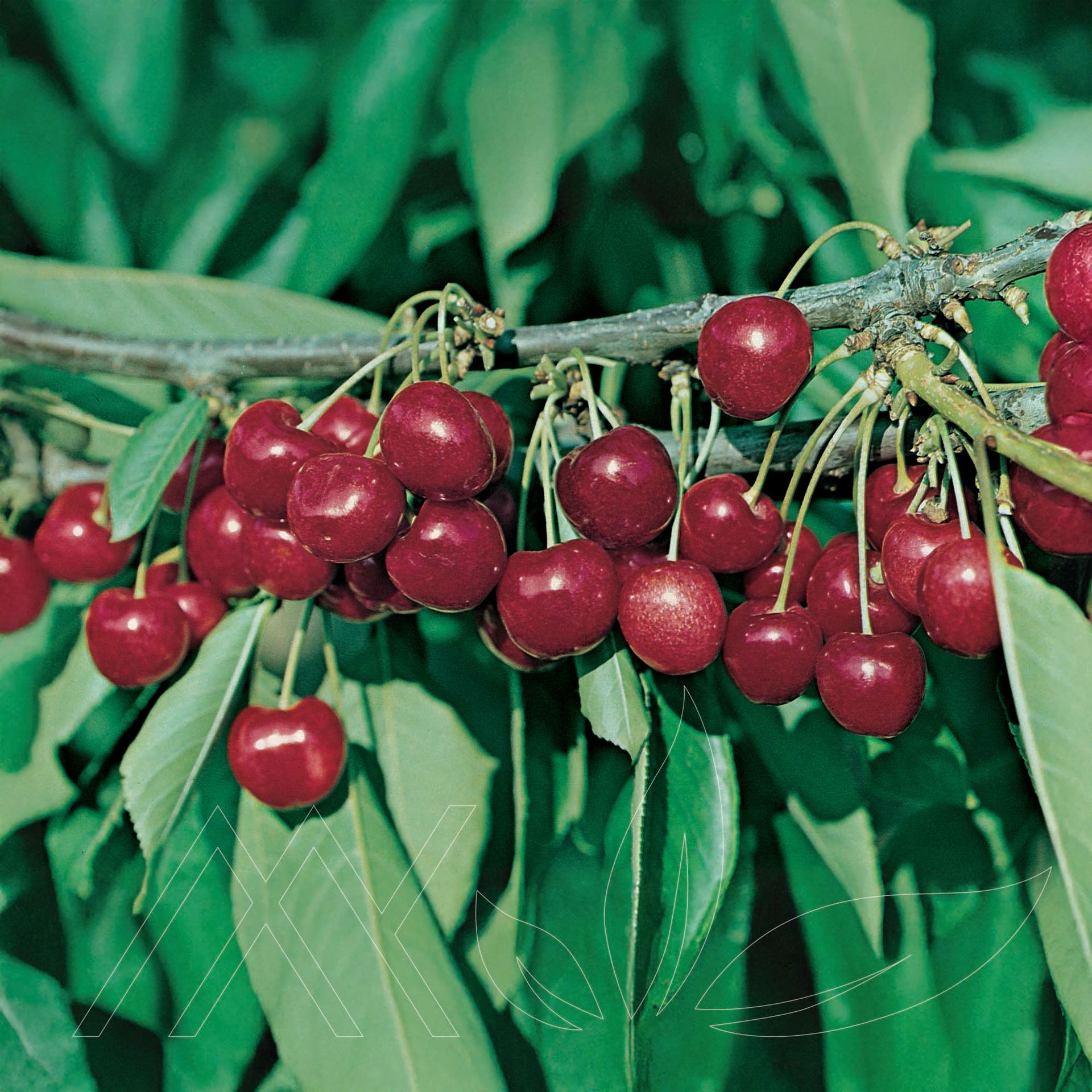 Lapin Cherry