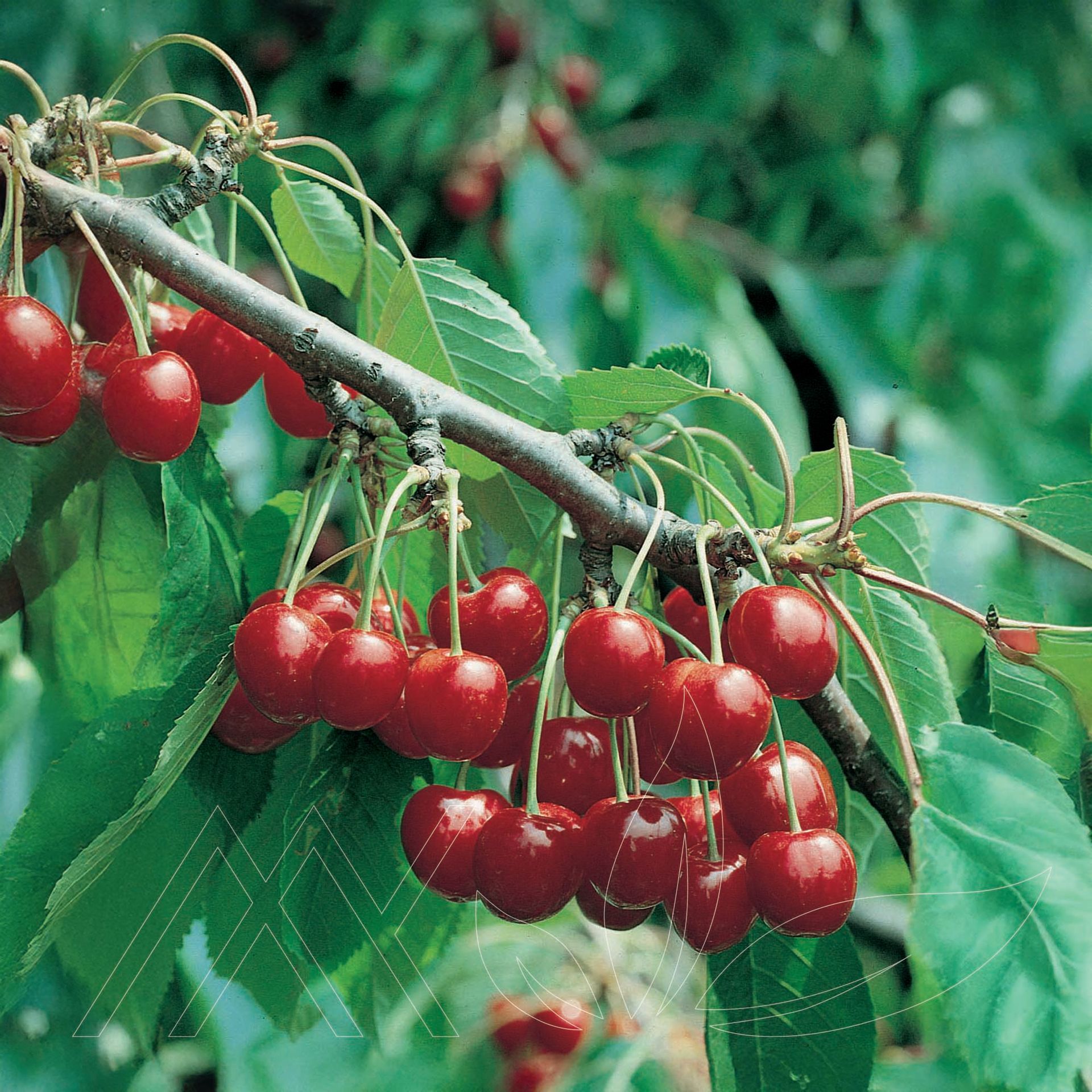 Montmorency Sour Cherry