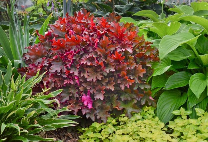 Cinnamon Curls Coral Bells