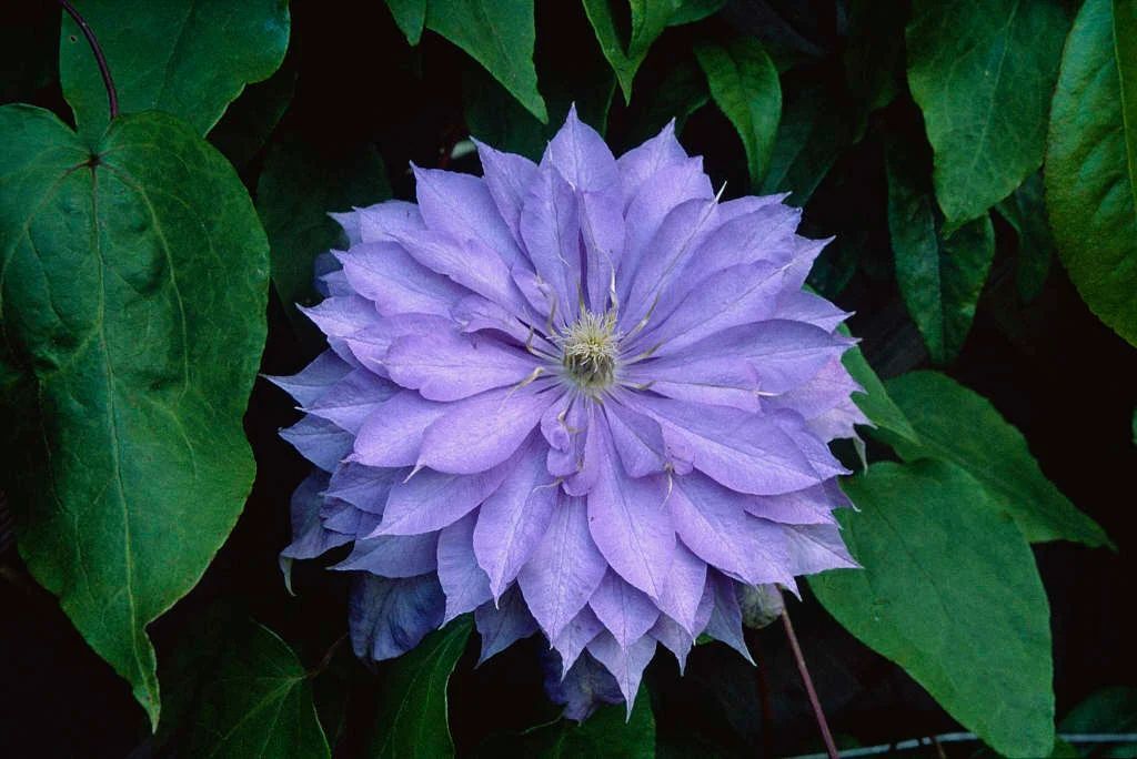 Countess of Lovelace Clematis