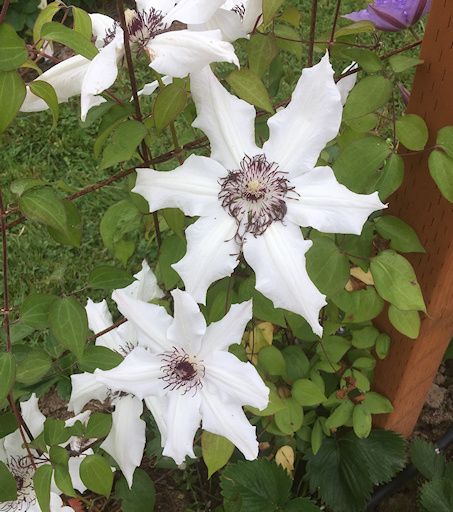 Vancouver™ Fragrant Star Clematis