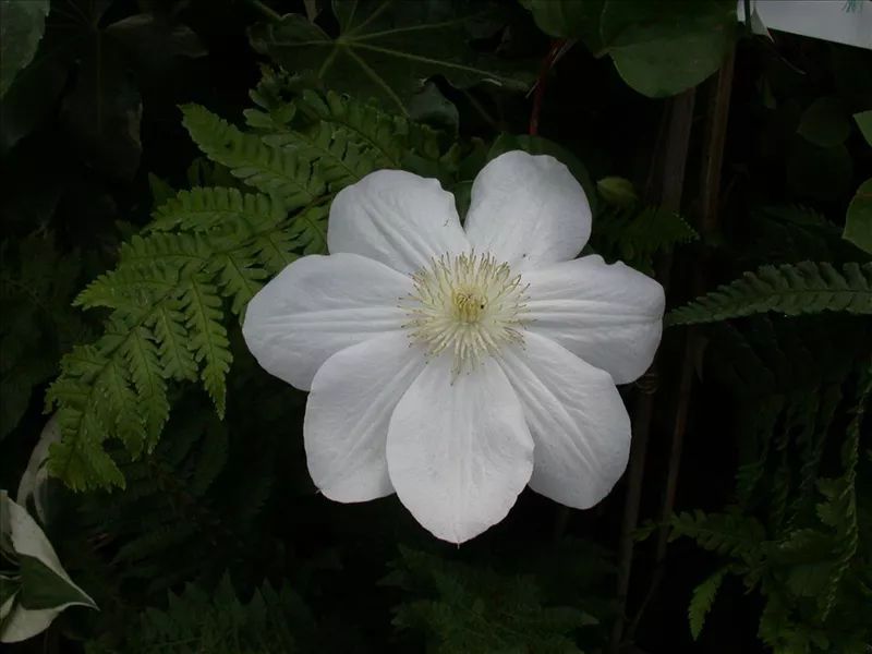 Madame Coultre Clematis
