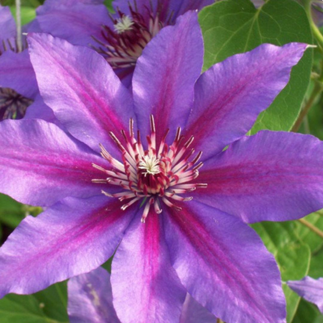 Vancouver™ Plum Gorgeous Clematis